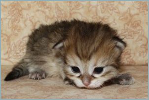 Male Siberian Kitten from Deedlebug Siberians